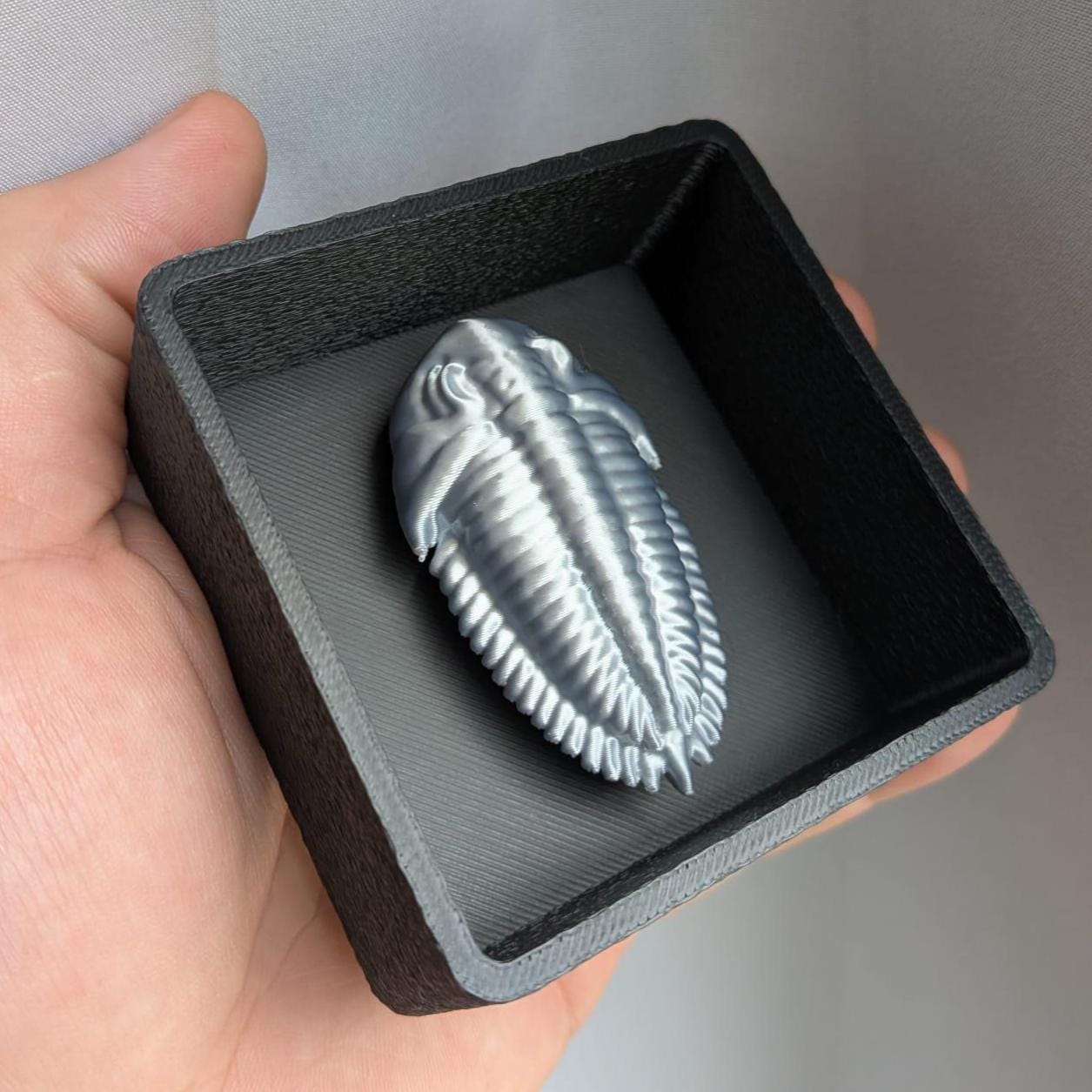 Fossil Trilobite with Shadow Box - Magnetic Display!