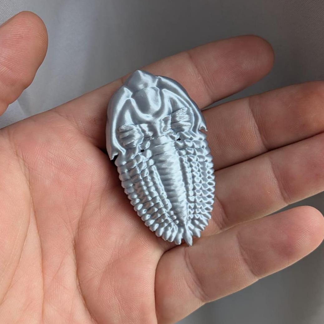 Fossil Trilobite with Shadow Box - Magnetic Display!