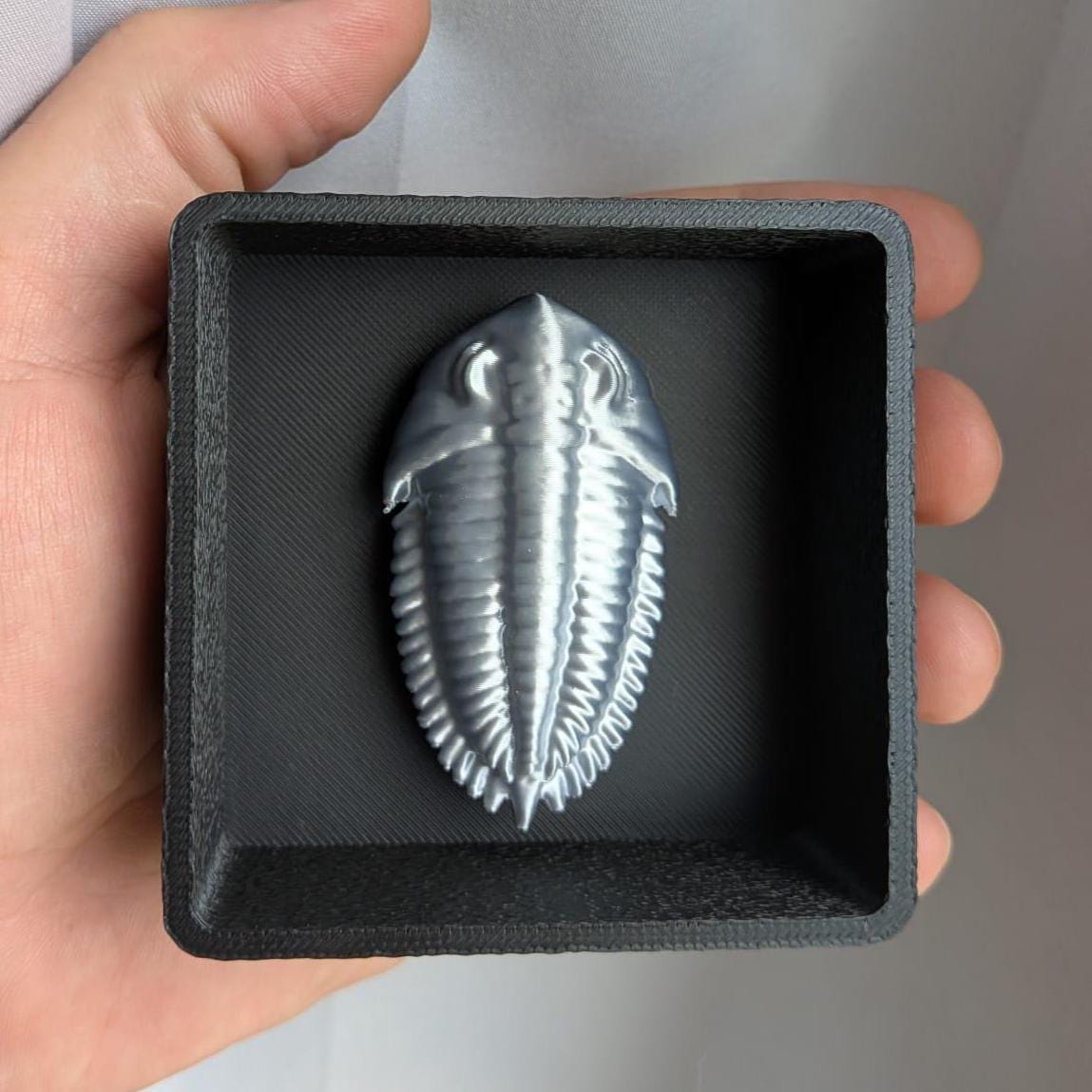 Fossil Trilobite with Shadow Box - Magnetic Display!
