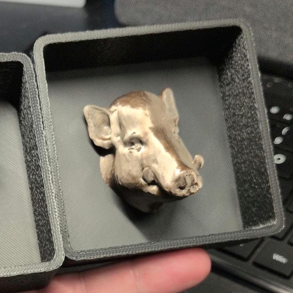 Wild Boar Hog with Shadow Box - Magnetic Display - Decor Decoration Hunting Hunt