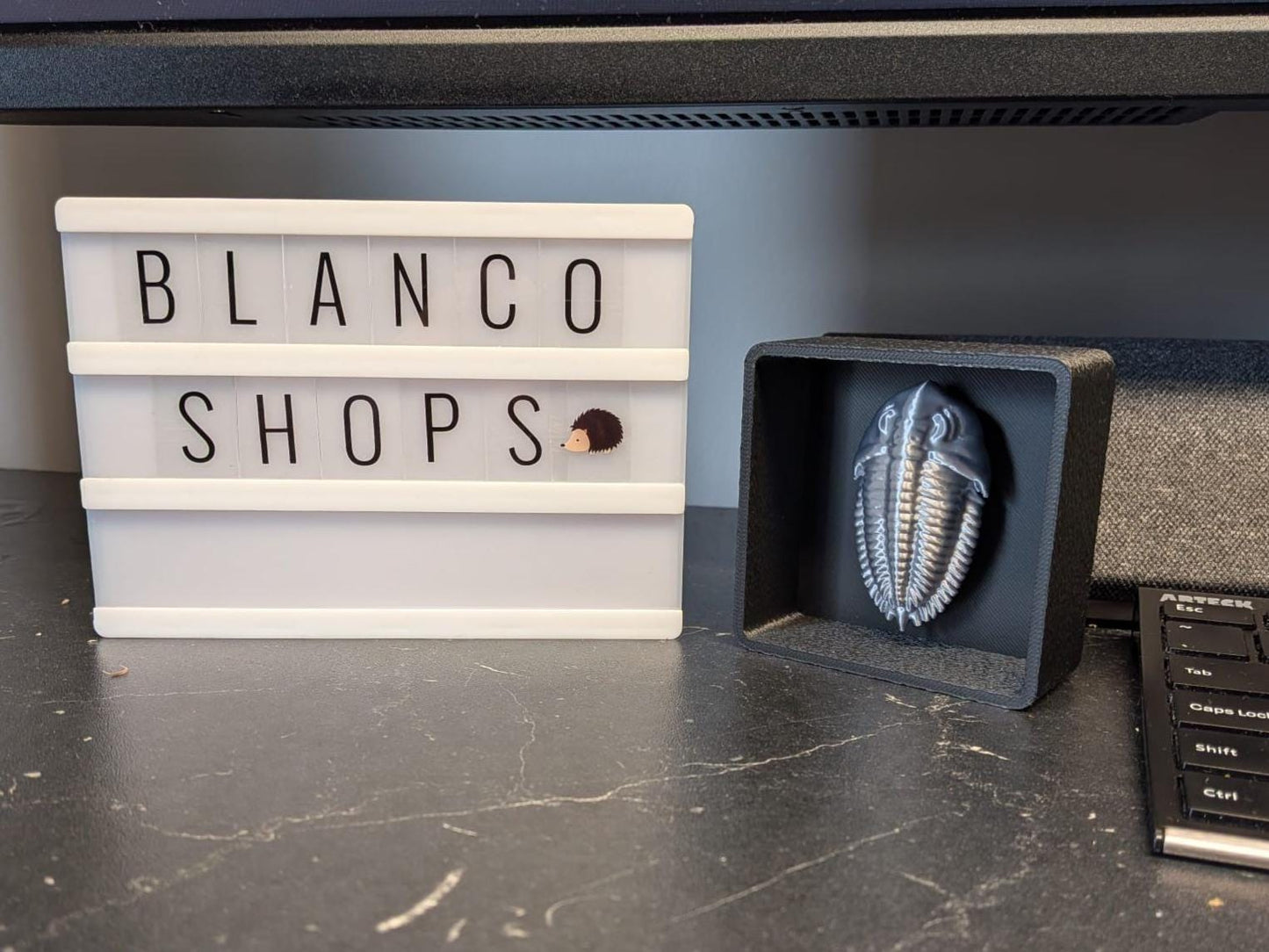 Fossil Trilobite with Shadow Box - Magnetic Display!