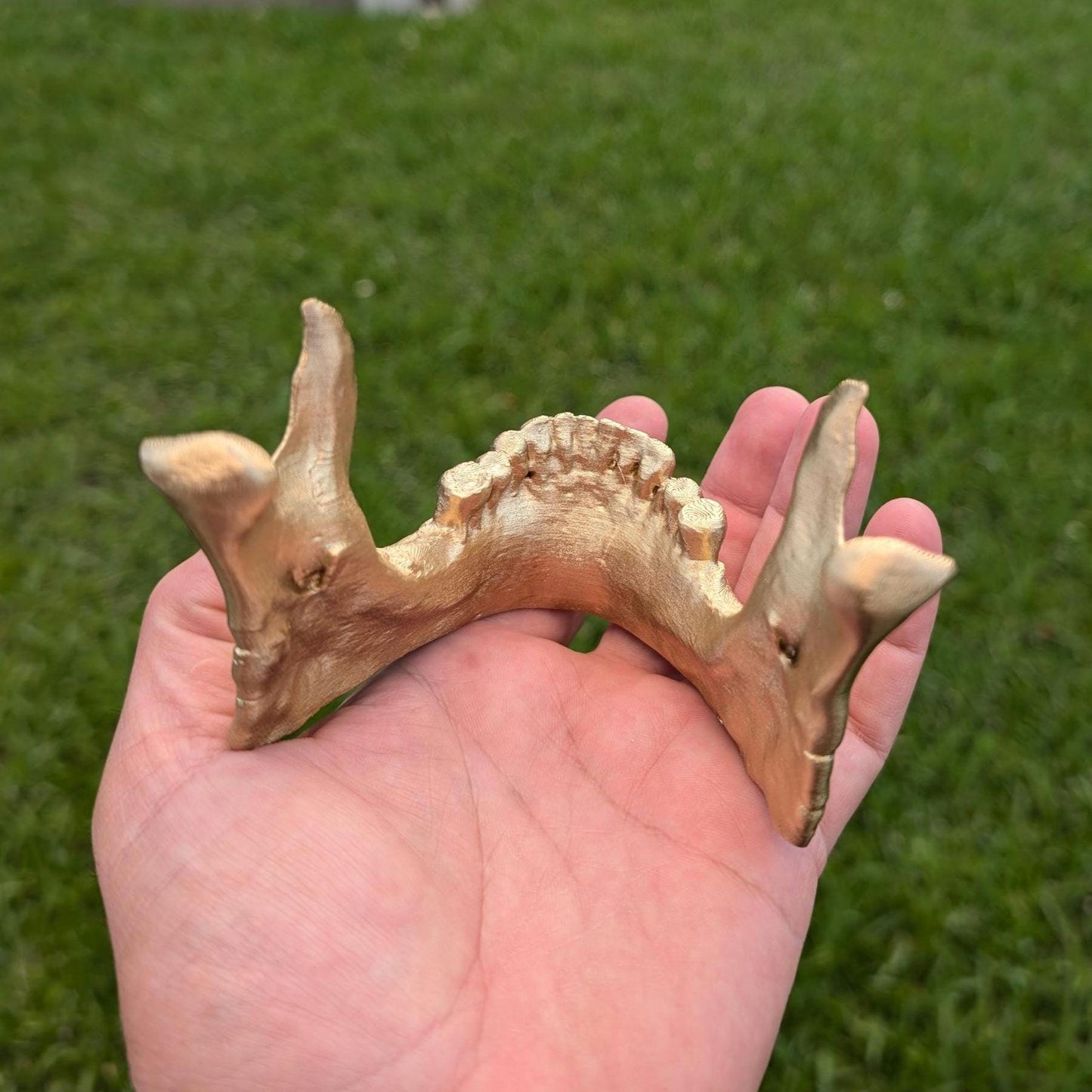 Human Mandible Skull Stand for phone tablet Cake Topper