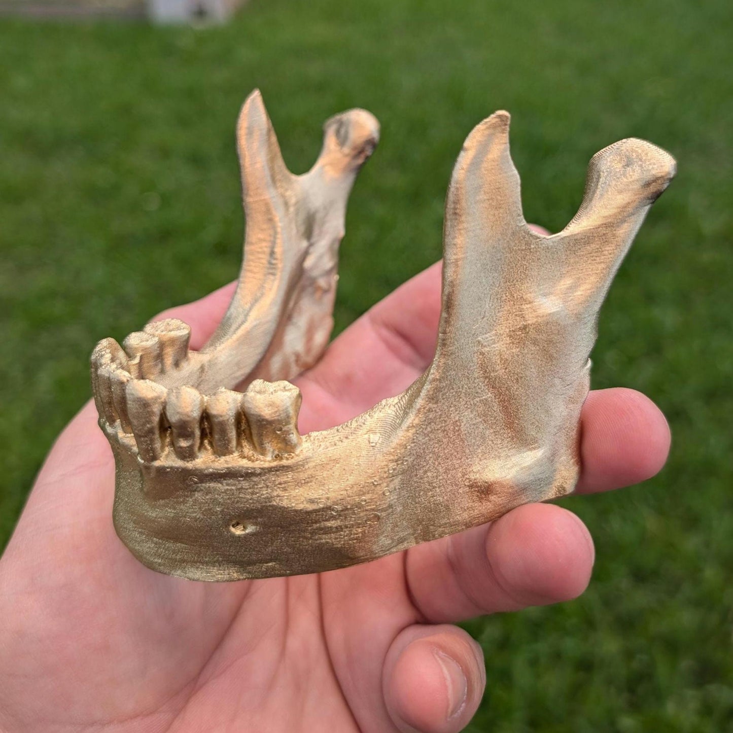 Human Mandible Skull Stand for phone tablet Cake Topper