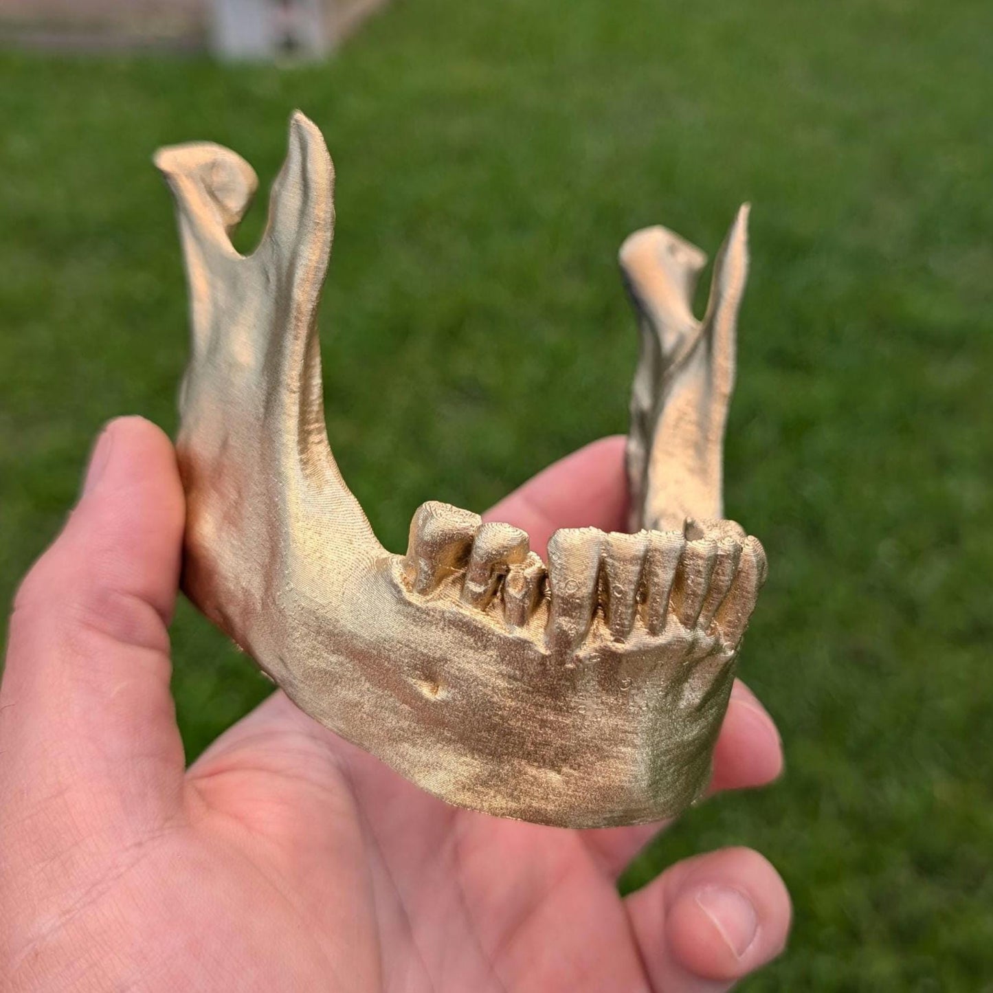 Human Mandible Skull Stand for phone tablet Cake Topper