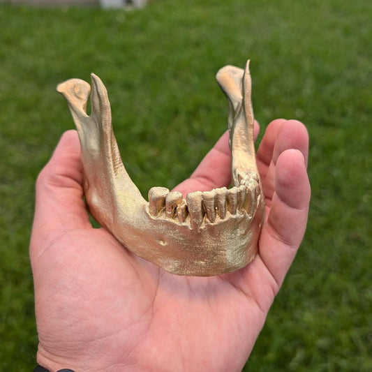 Human Mandible Skull Stand for phone tablet Cake Topper