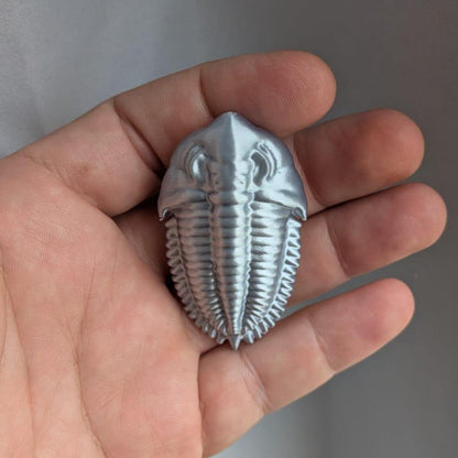 Fossil Trilobite with Shadow Box - Magnetic Display